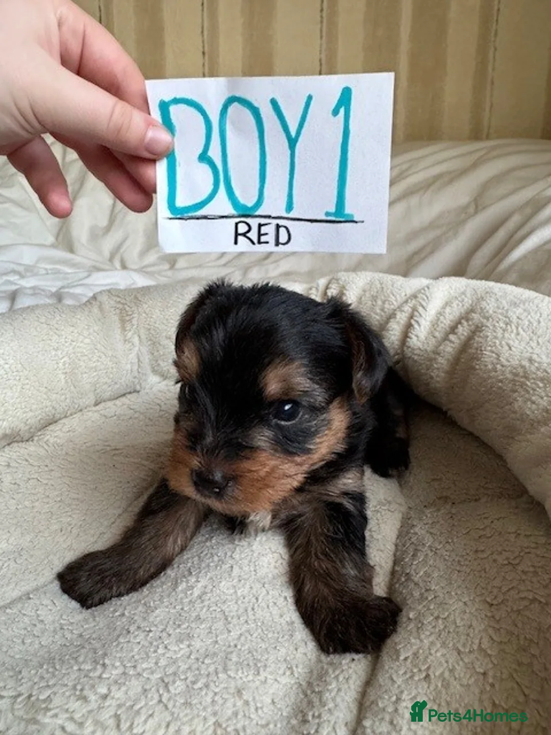 Yorkshire Terrier dogs for sale: Yorkshire Terrier Puppies for sale - Advert 14