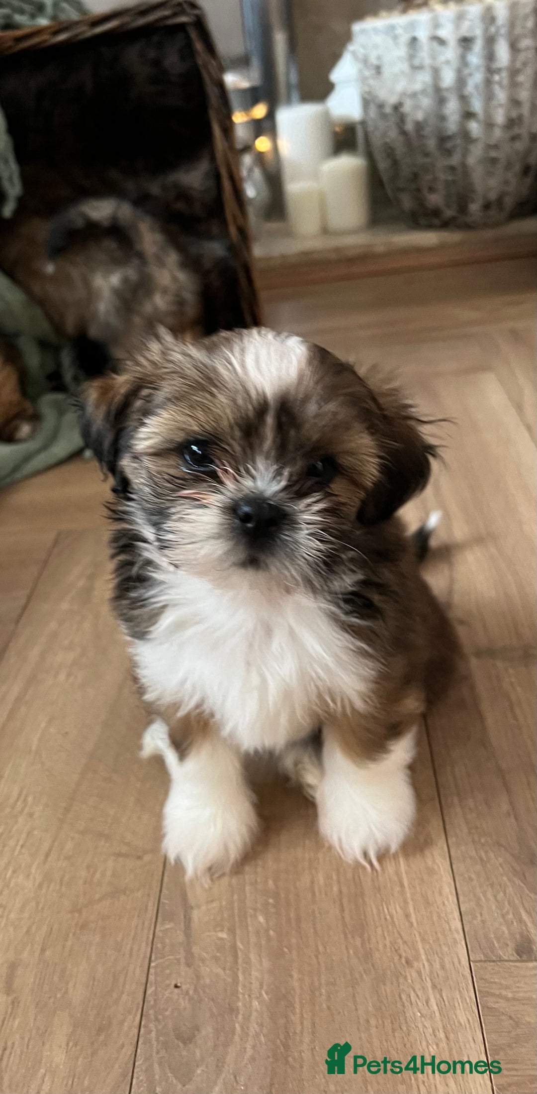 Lhasa Apso dogs for sale: Lhasa apso puppies  - Advert 9
