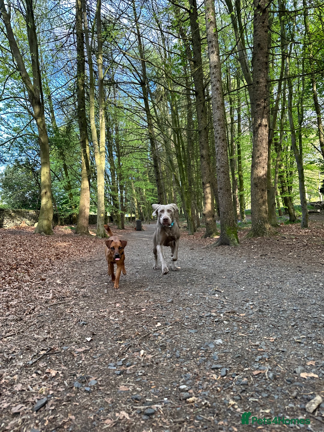 Weimaraner dogs for stud: KC Weimaraner for stud  - Advert 15