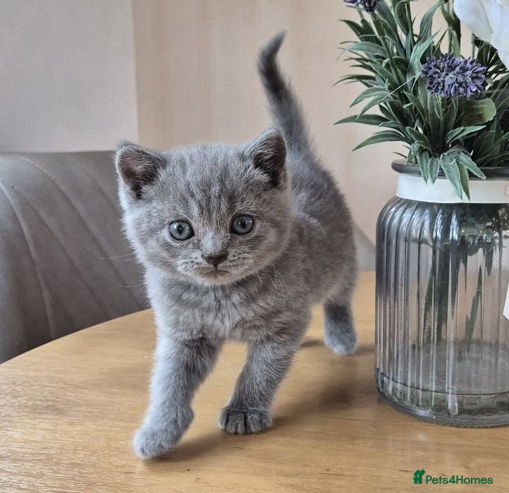 British Shorthair cats Pure British Shorthair kittens - Advert 2
