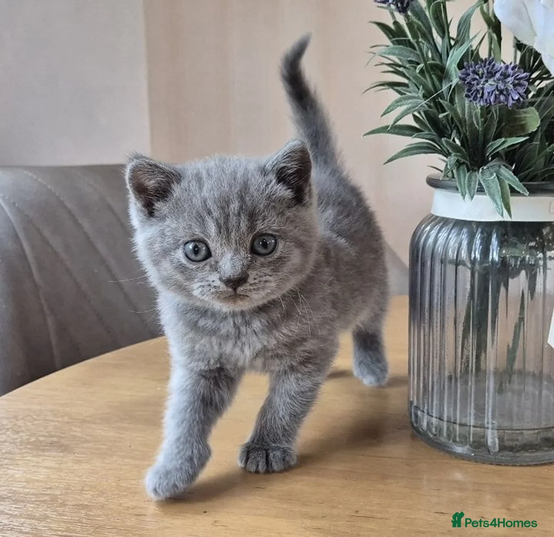 British Shorthair cats for sale: Pure British Shorthair kittens - Advert 2