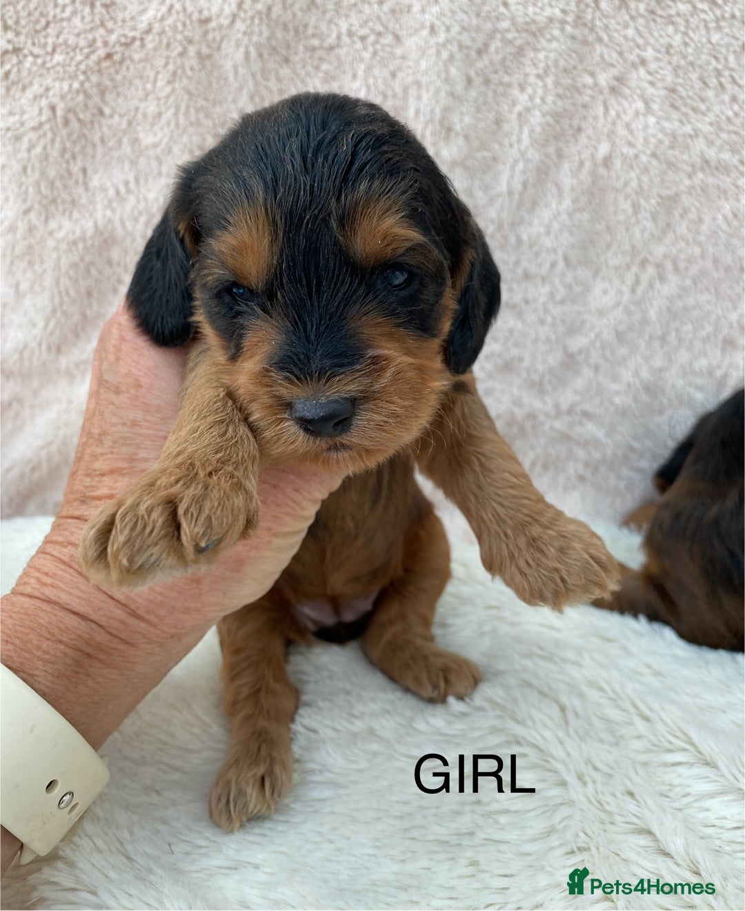 Cockapoo dogs for sale: F1 Cockapoo Puppies  - Image 12