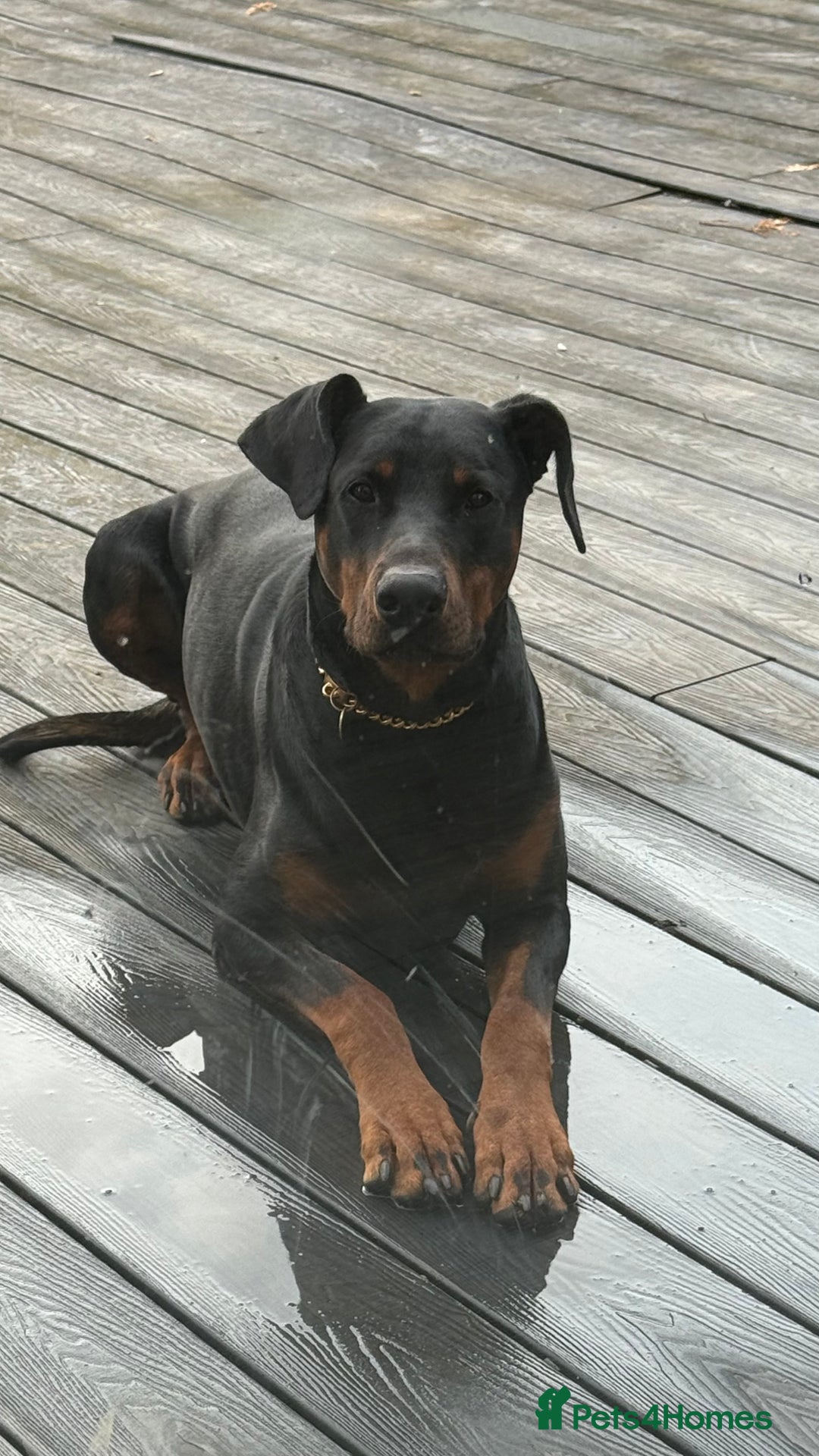Dobermann dogs for sale: Male Dobermann 18 Months Old Crate Trained - Image 5
