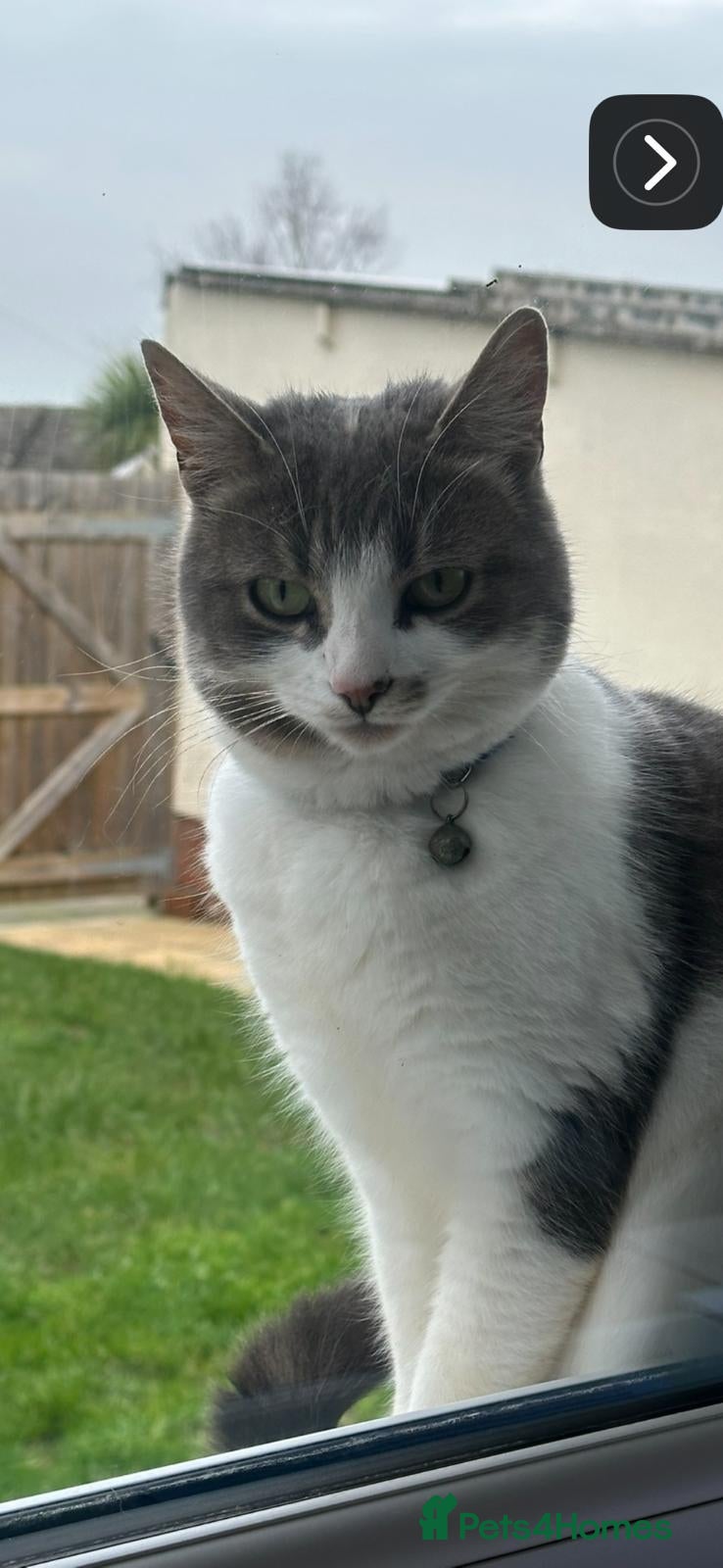 Domestic Shorthair cats NOVA mixed bread domestic short-hair  - Advert 2