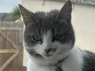 Domestic Shorthair cats NOVA mixed bread domestic short-hair - Advert 2