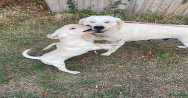 Labrador Retriever dogs - Advert 15