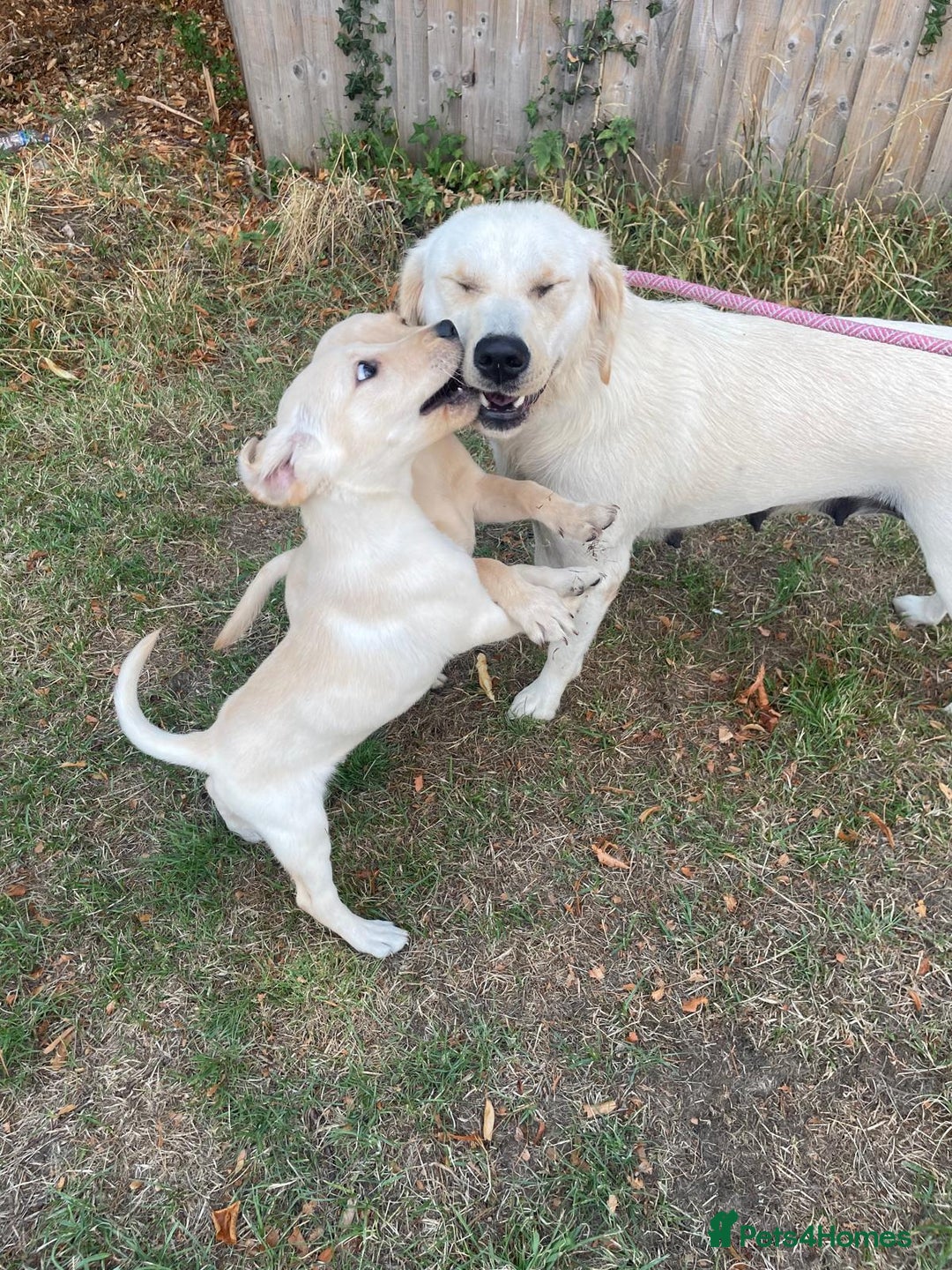 Labrador Retriever dogs for sale: Labrador puppies  - Image 3