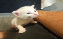 Turkish Angora cats for sale:  **  Kittens - Advert 2