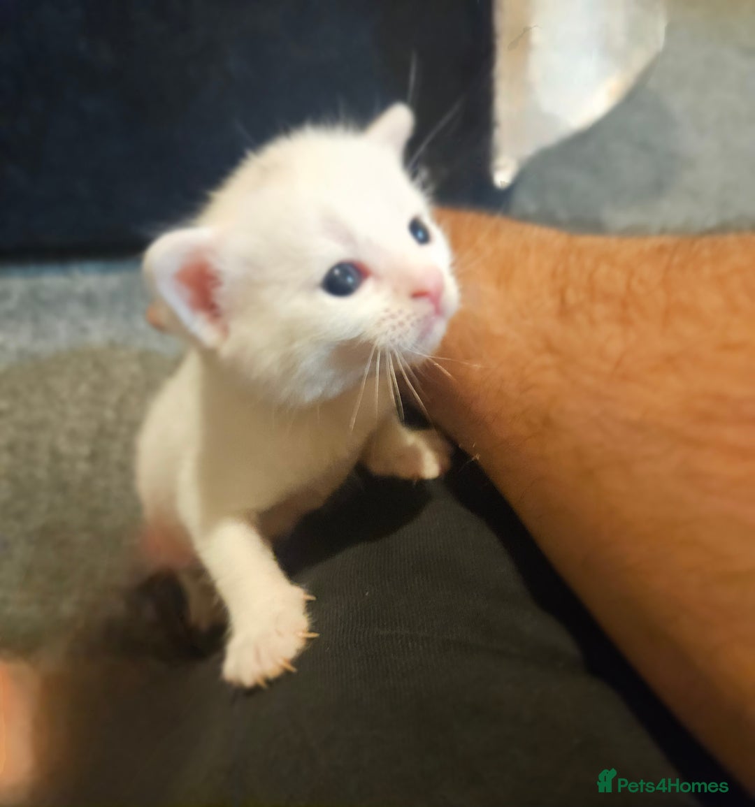 Turkish Angora cats for sale:  **  Kittens - Advert 2