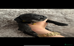 Cockapoo dogs for sale: 3 boy cockerpoos for sale  - Image 9