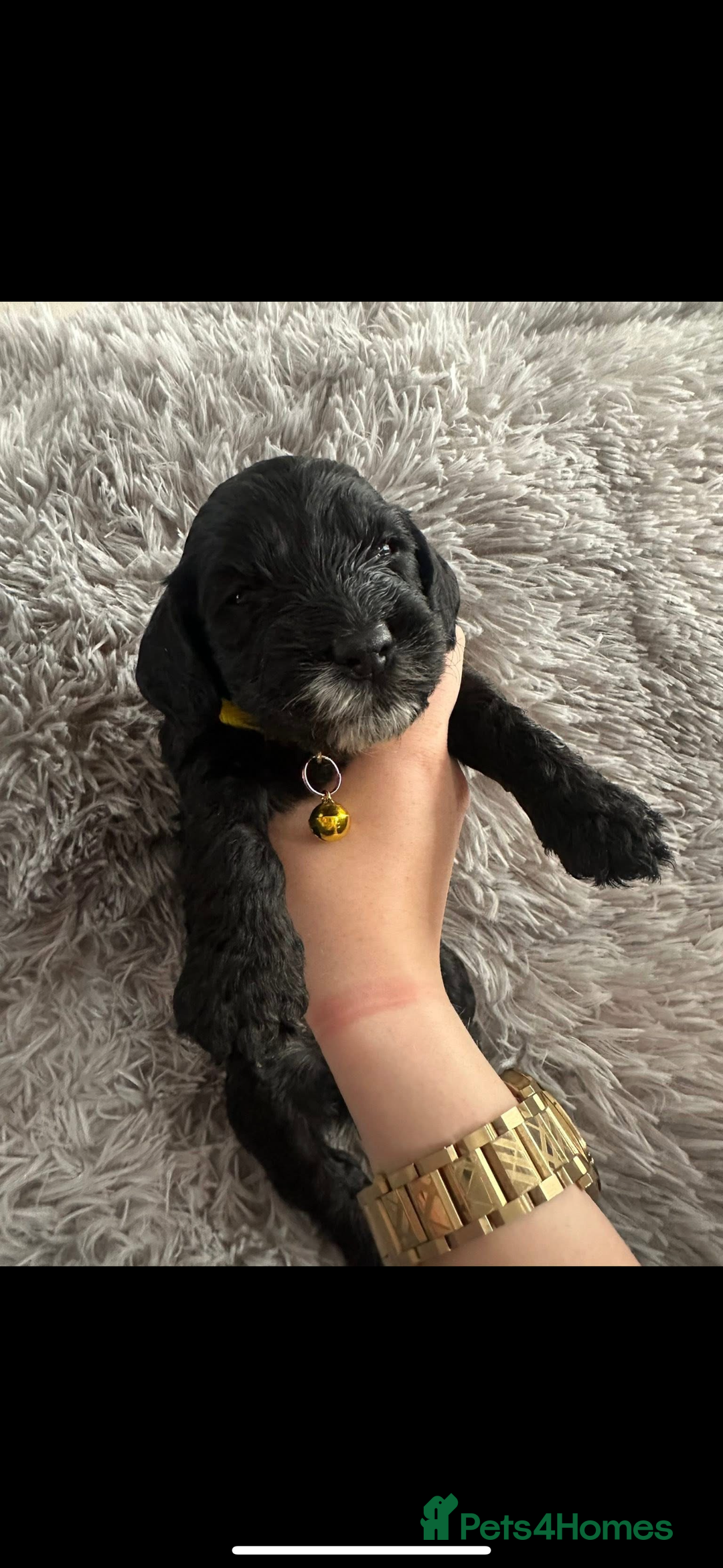 Cockapoo dogs for sale: 3 boy cockerpoos for sale  - Image 9