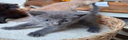 Mixed Breed cats for sale: FLUFFY MAINE COON CROSS KITTENS - Advert 21