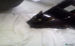 Mixed Breed cats for sale: 3 beautiful kittens looking for new homes  - Image 8