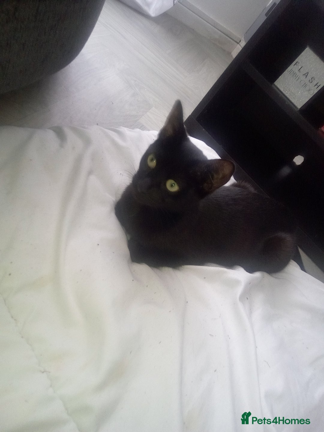 Mixed Breed cats for sale: 3 beautiful kittens looking for new homes  - Image 8