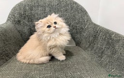 British Longhair cats for sale: Golden and Blue golden British longhairs - Image 14