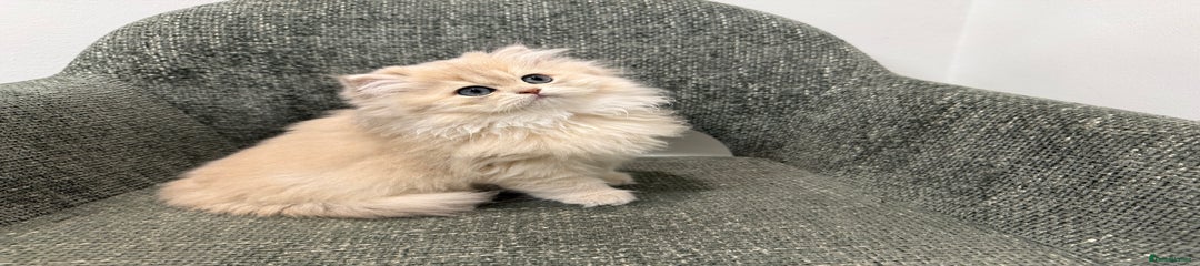 British Longhair Kitten 3