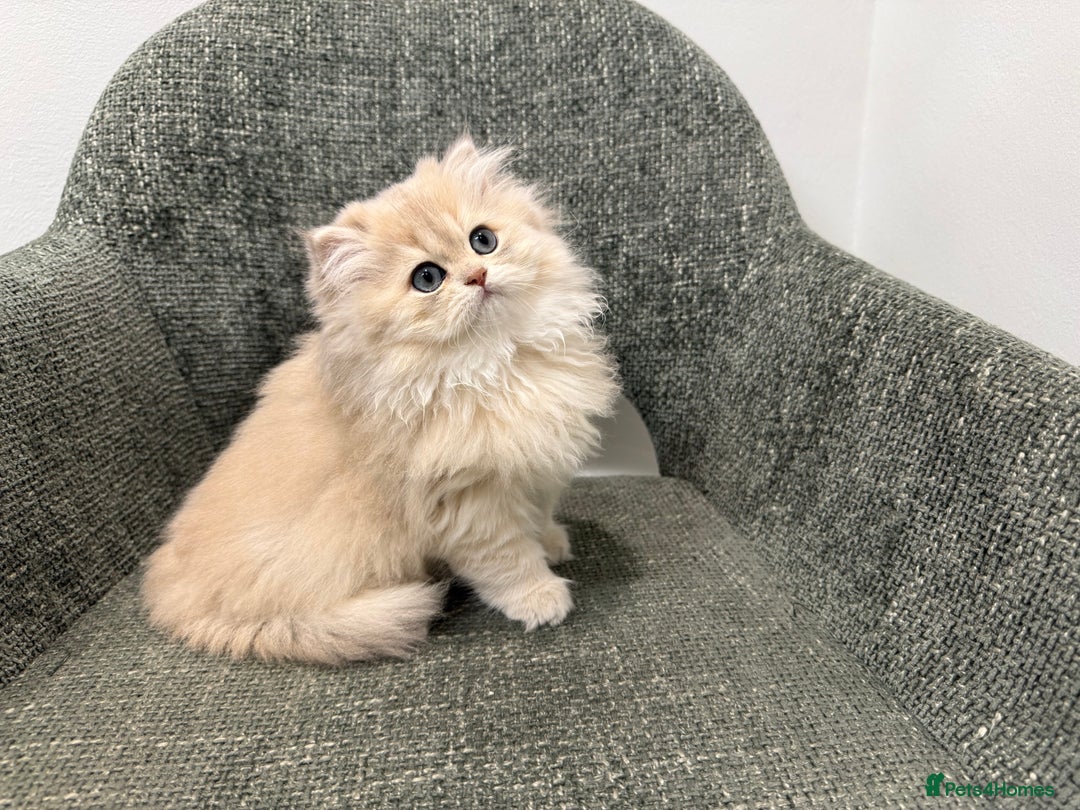 British Longhair cats for sale: Golden and Blue golden British longhairs - Image 14