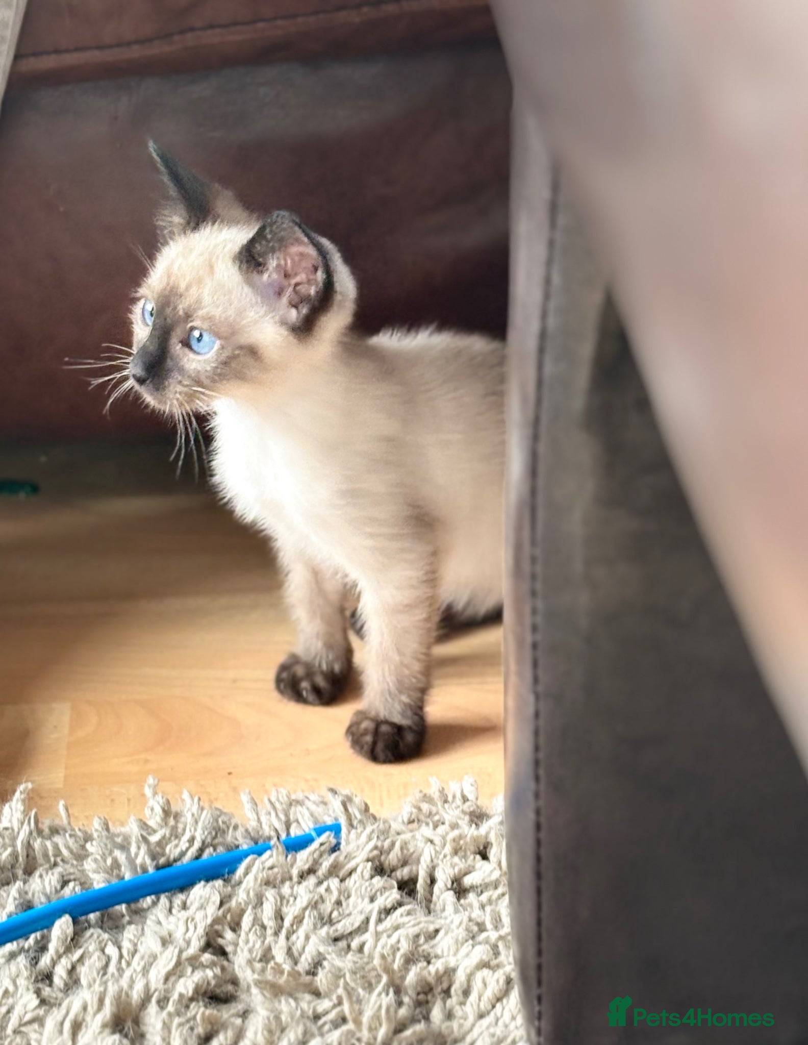Siamese cats for sale: Stunning Siamese kittens  - Advert 3