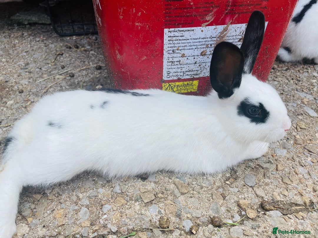 Rex rabbits for sale: Rex X Dutch Bunnies, Ready for homes now.  in Swansea - Image 11