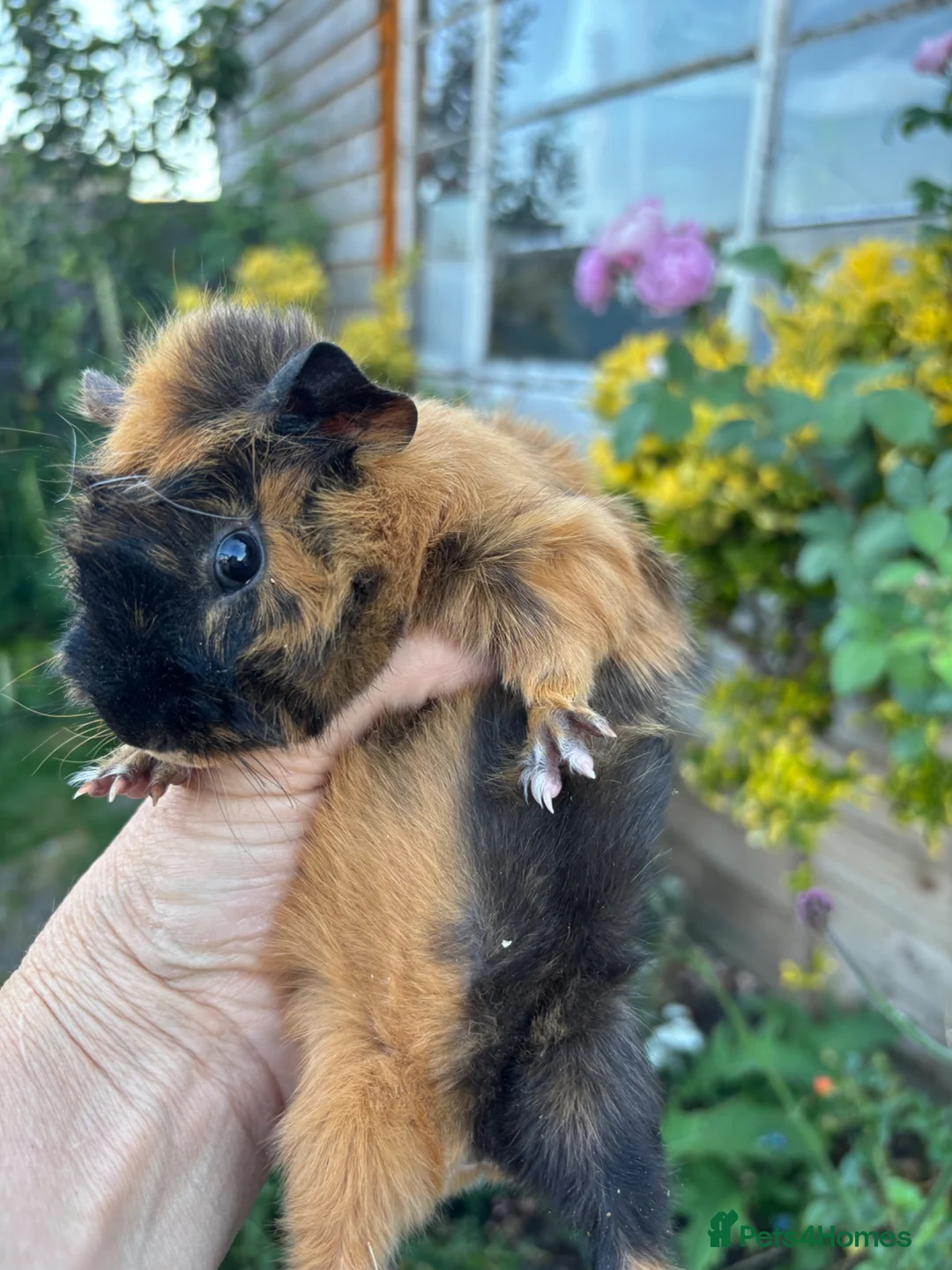 Guinea Pig rodents for sale: Gorgeous baby Guinea pigs for sale - Advert 4