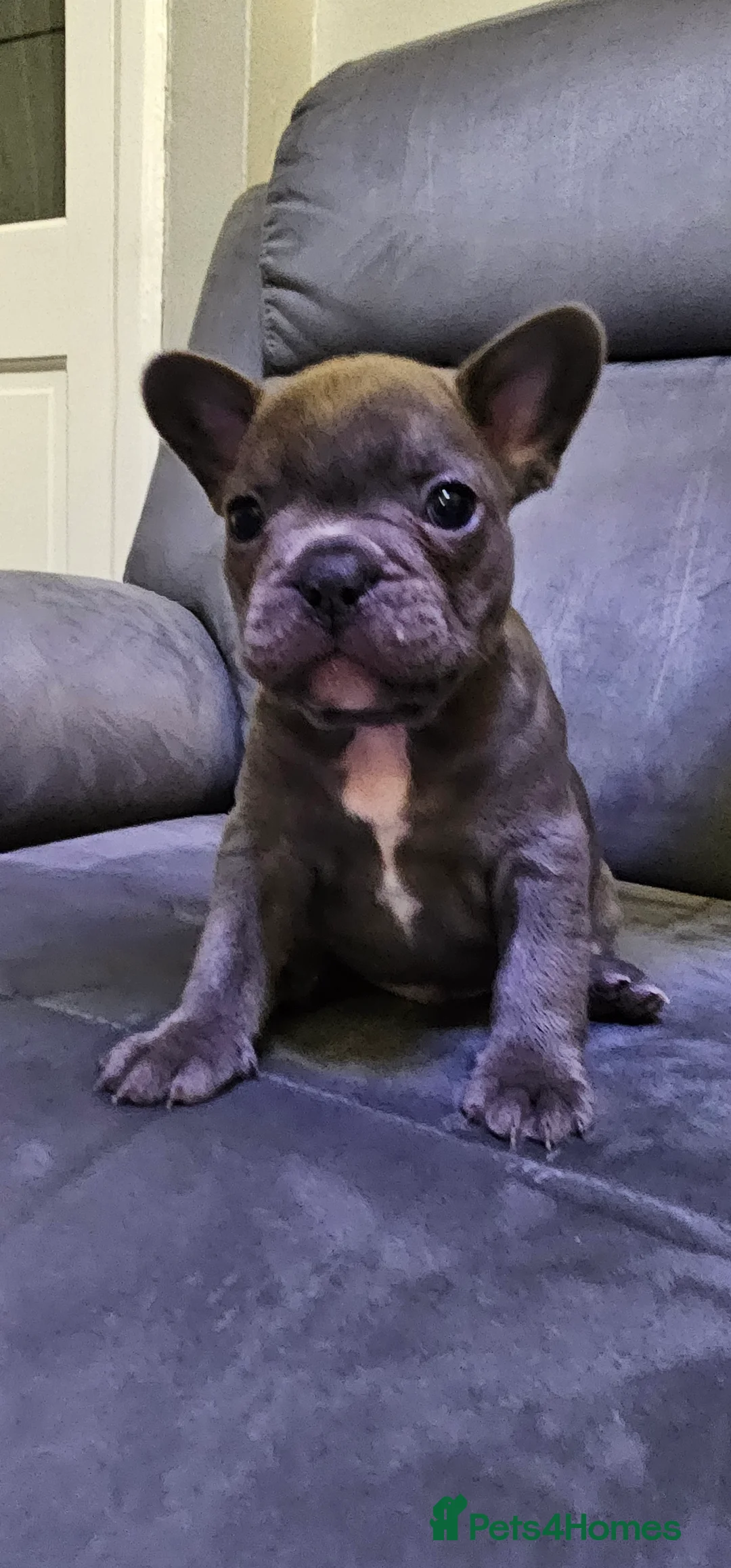 French Bulldog dogs for sale:  7x beautiful Frenchie puppies for sale  - Advert 12