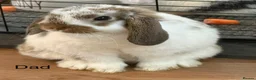 Mini Lop rabbits for sale: Super Cute Mini Lops ❤️ in Hailsham - Advert 18