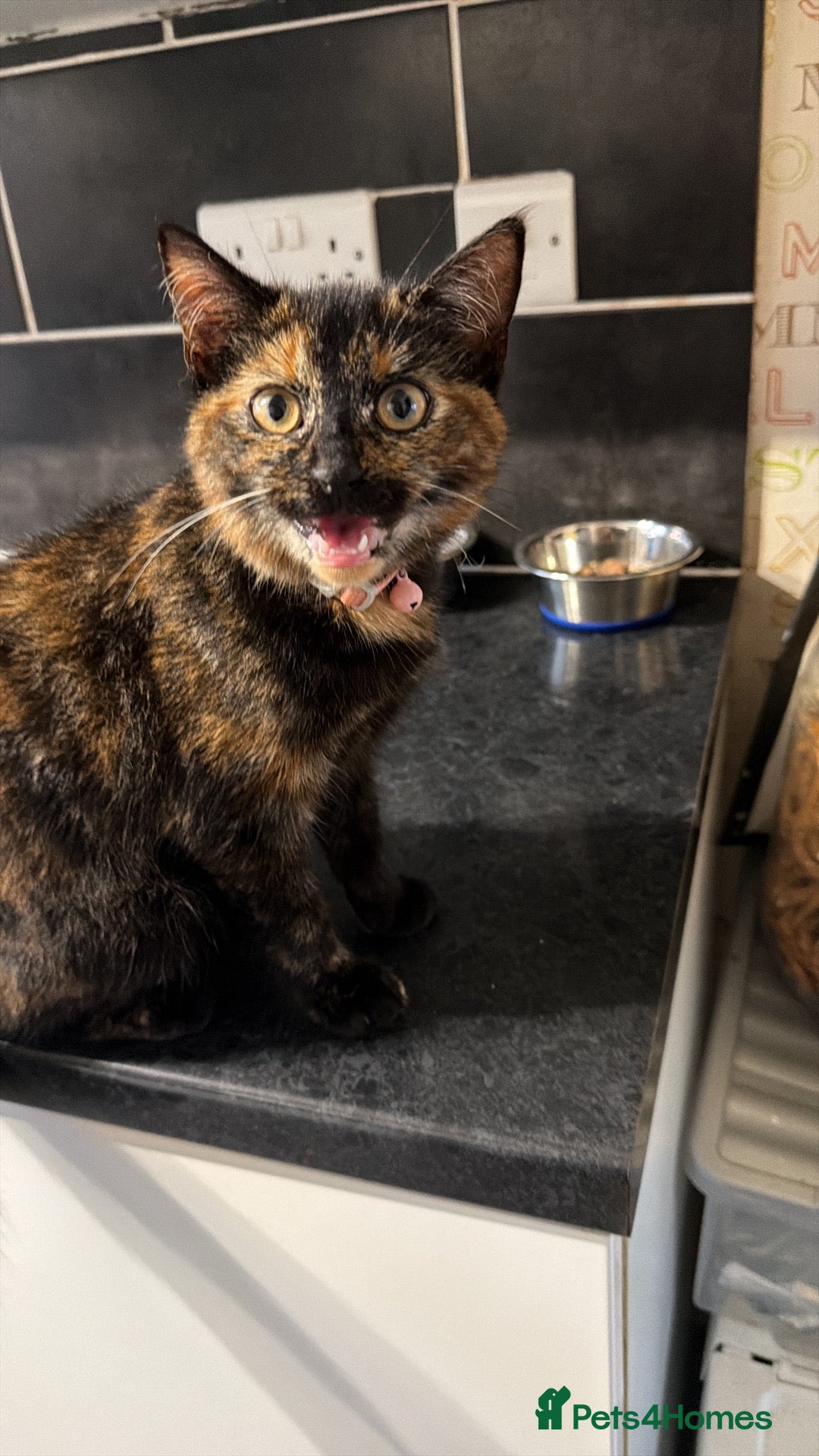 Mixed Breed cats One little kitten left  - Advert 3