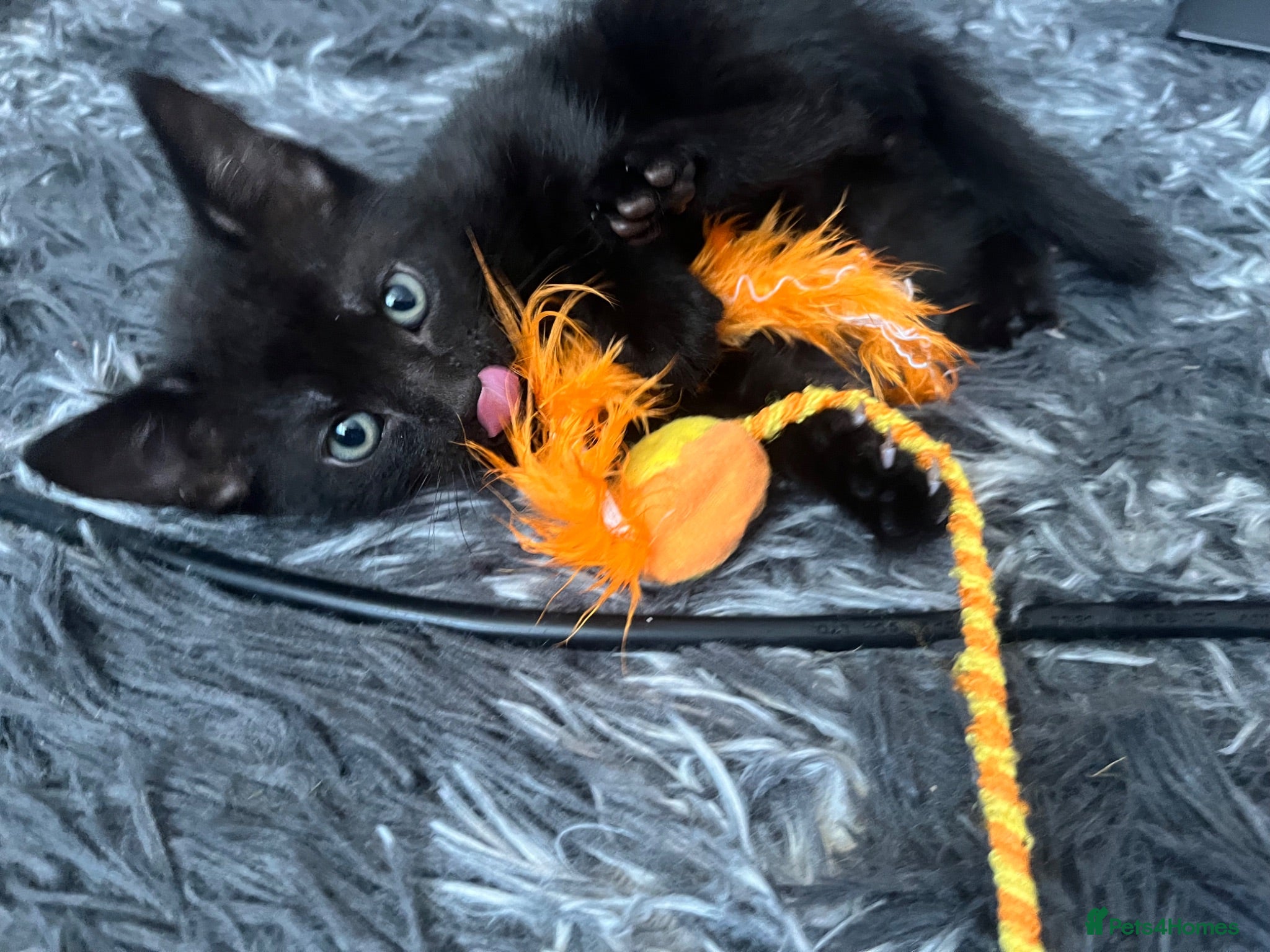 Mixed Breed cats Beautiful kittens for their furever homes - Advert 2