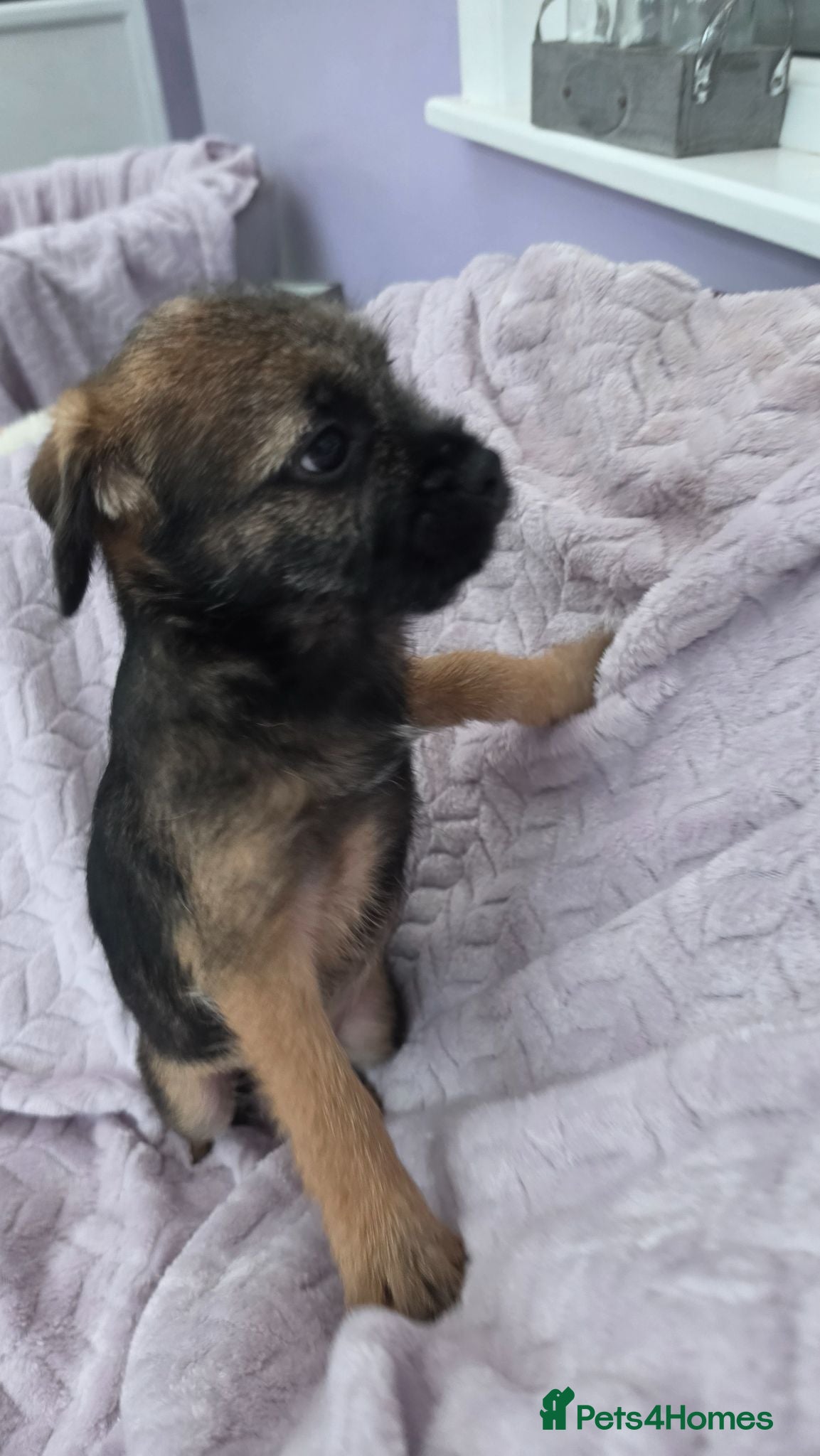 Border Terrier dogs KC Registered Border Terrier Puppies - Advert 1