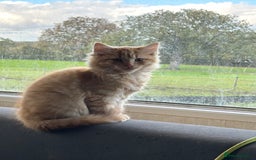 Mixed Breed cats for sale: Beautiful kittens lots of Colours - Image 1