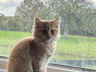 Mixed Breed cats - Advert 31