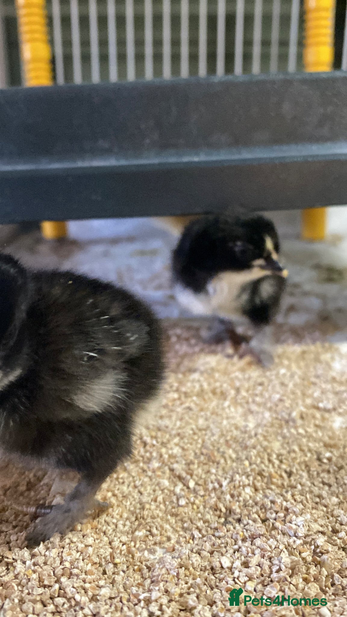 Chickens poultry Pekin bantam chicks for sale   - Advert 2