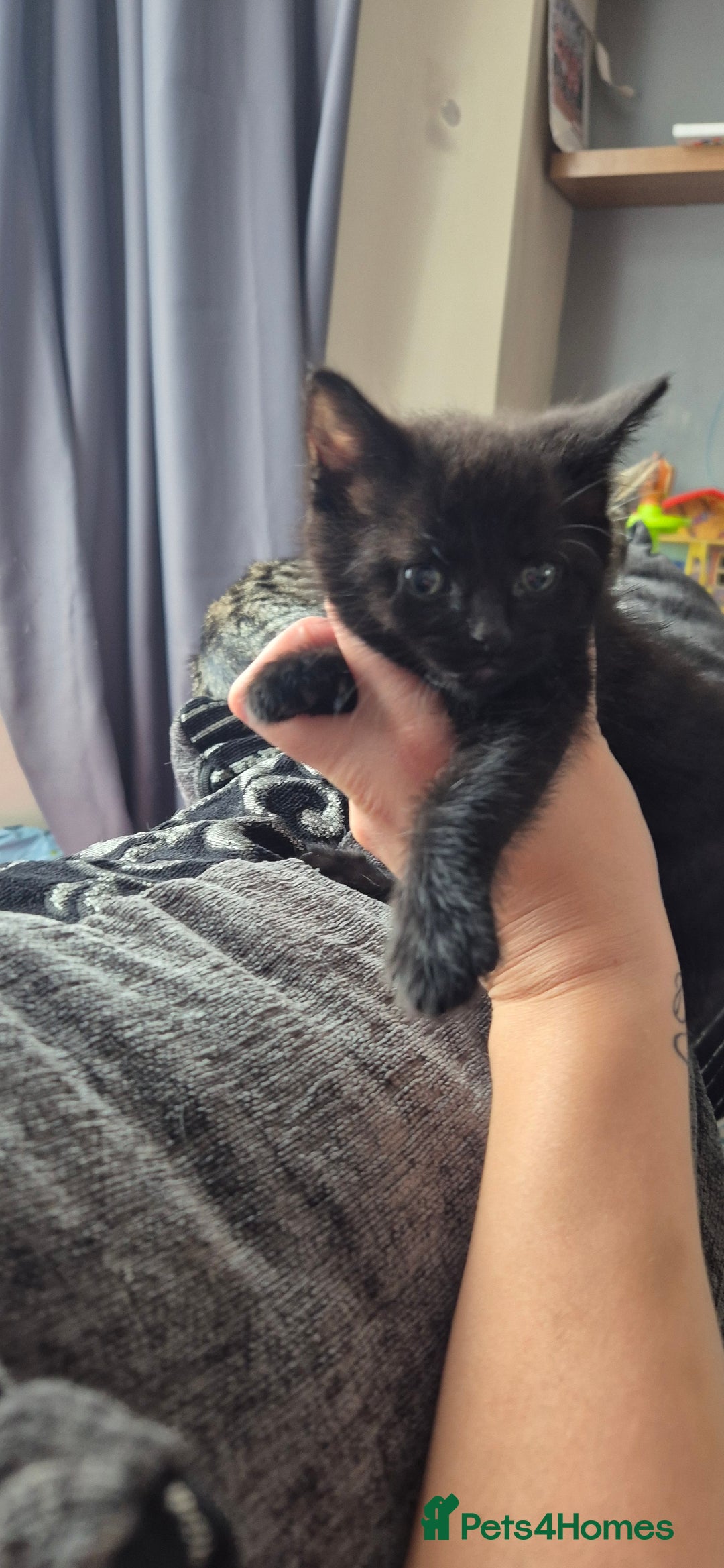 British Shorthair cats for sale: 4 gorgeous kittens for sale! - Image 3