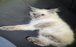Ragdoll cats for sale: Beautiful bluepoint ragdoll  - Image 10