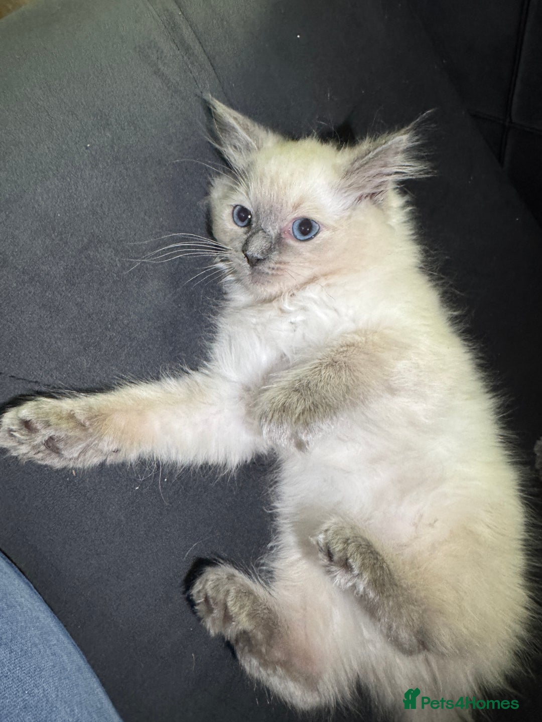 Ragdoll cats for sale: Beautiful bluepoint ragdoll  - Image 10