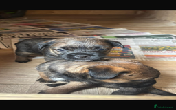 Border Terrier dogs for sale: Border terriers  - Image 2