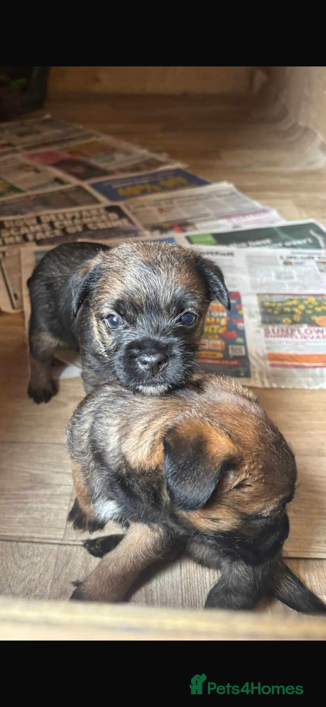 Border Terrier dogs for sale: Border terriers  - Image 2