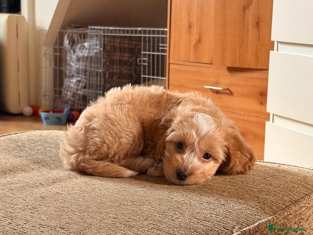 Cockapoo dogs for sale: Butter a little golden cockapoo - Advert 2