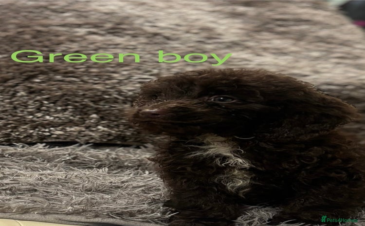 Sproodle dogs Sproodle puppies - Advert 8