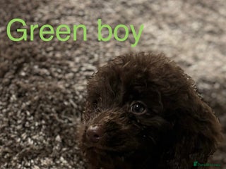 Sproodle dogs Sproodle puppies - Advert 1