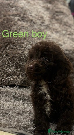 Sproodle dogs Sproodle puppies - Advert 1