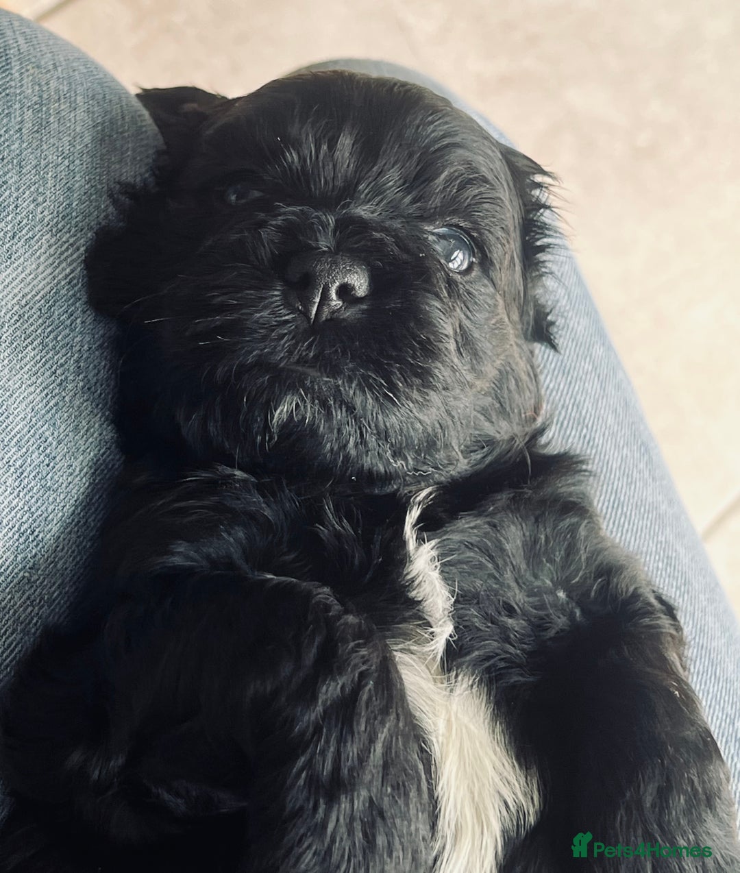 Shihpoo dogs for sale: Shipoo Pups LAST 2 - Image 20