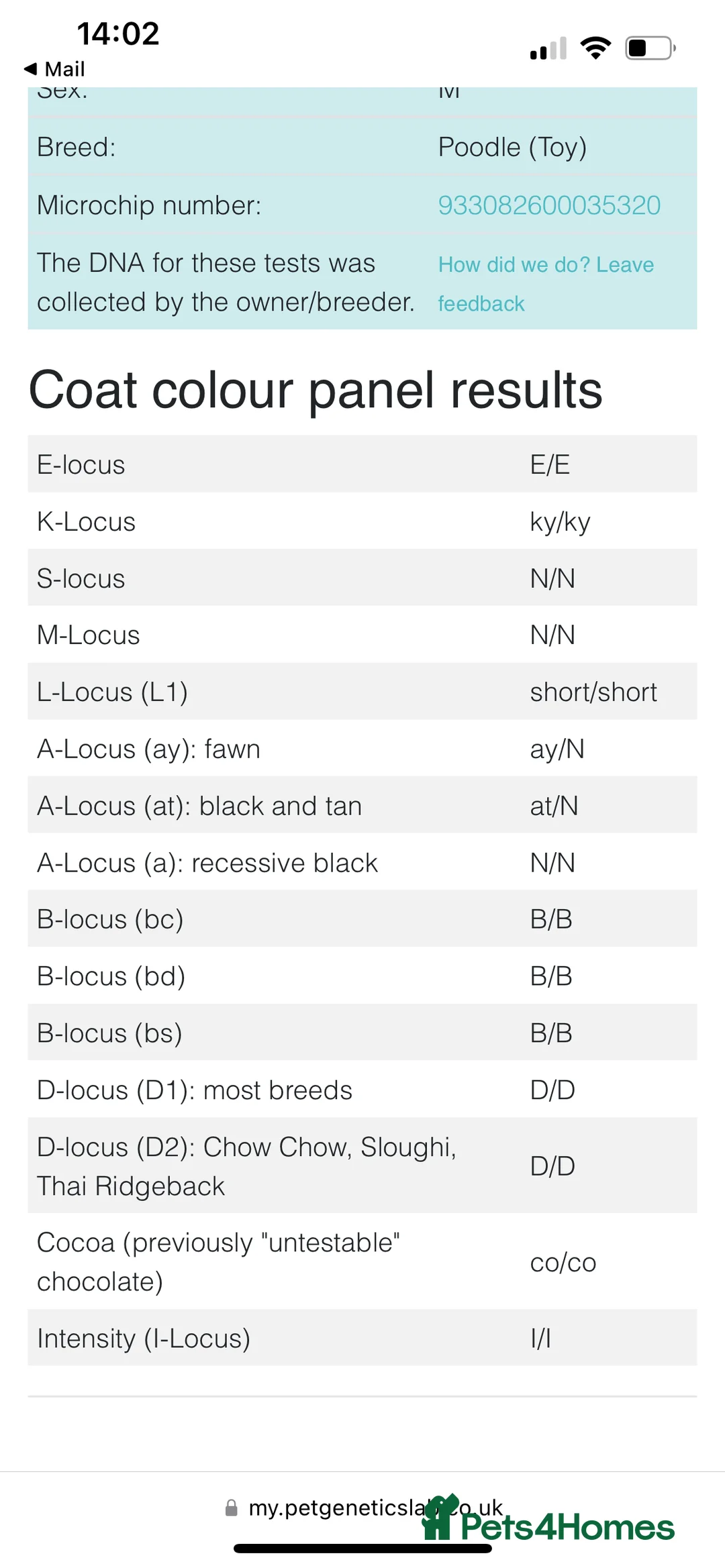 Toy Poodle dogs for stud: Toy poodle available for stud  in Rowlands Gill - Advert 20