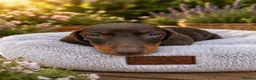 Miniature Dachshund dogs for sale: Miniature dachshund - KC registered  - Advert 5