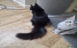 Maine Coon cats for sale: Pure maine coon - Image 11