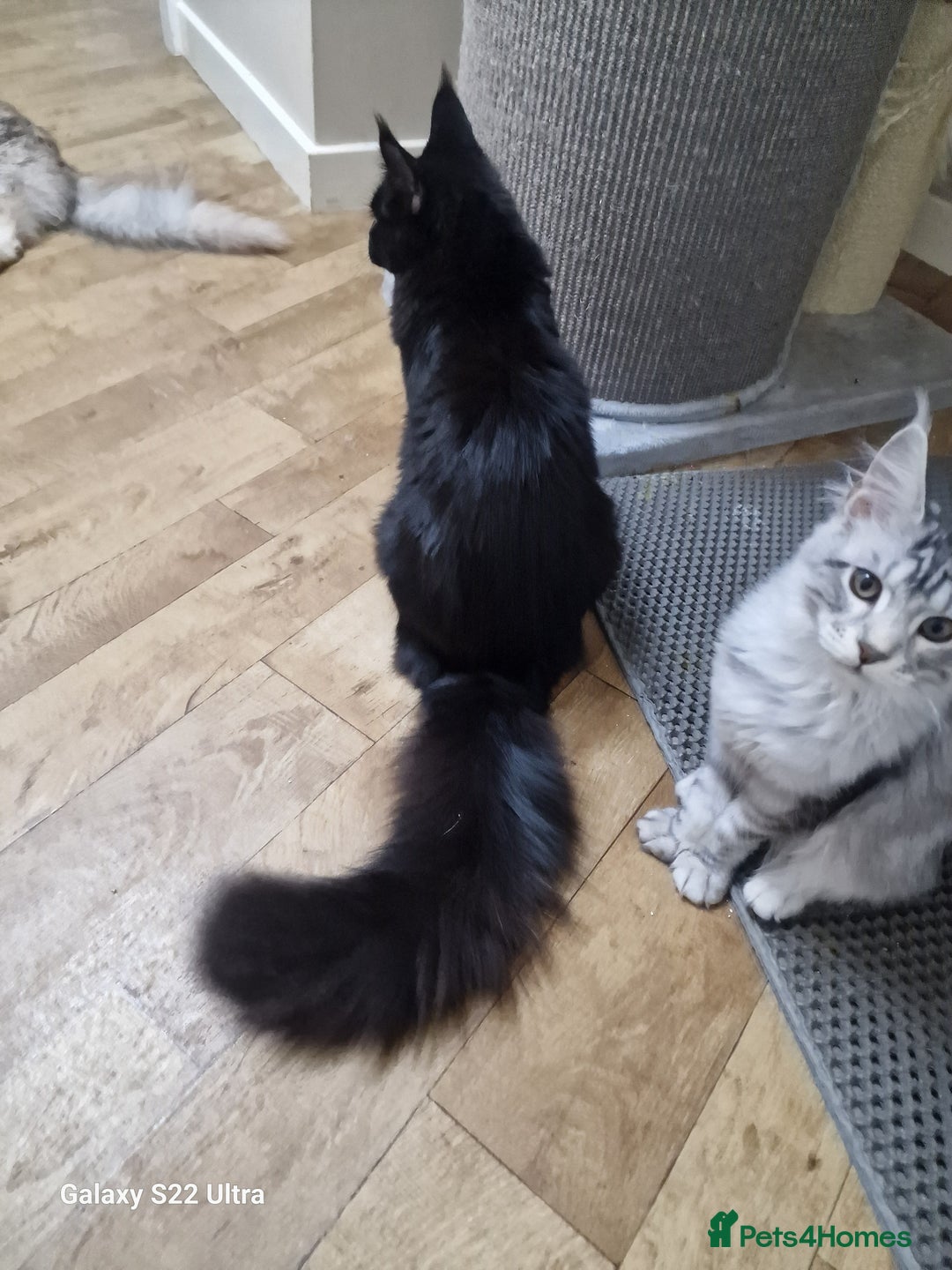 Maine Coon cats for sale: Pure maine coon - Image 11