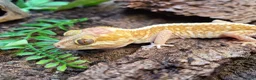 Frog reptiles for sale: white tree frogs. Green/black darts - Advert 5