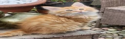 Maine Coon cats for sale: Maine Coons Ready Now!! 4 male 1 female  - Advert 9