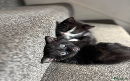 Domestic Shorthair cats for sale: Kittens for adoption  - Image 4