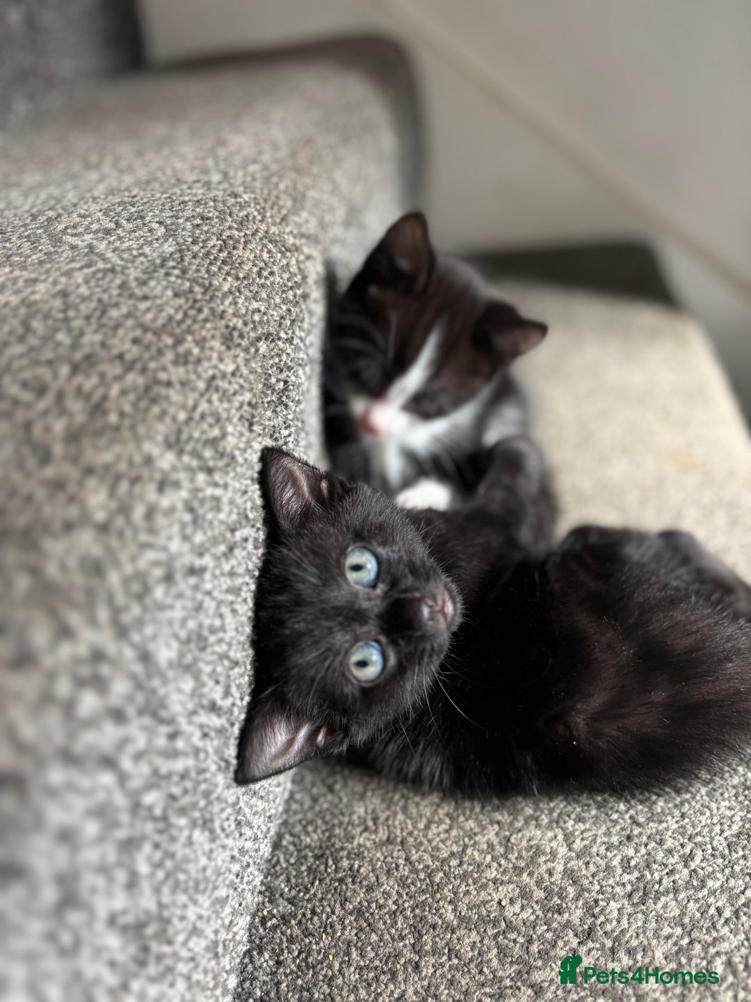 Domestic Shorthair cats for sale: Kittens for adoption  - Image 4